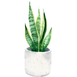Snake Plant